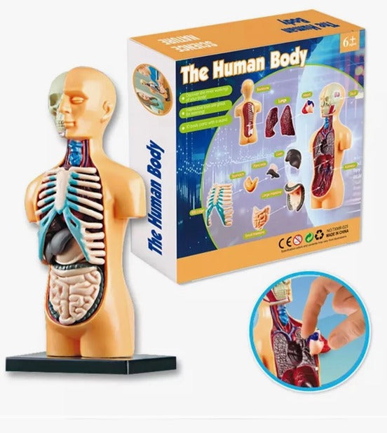 Science Technology Human Body Teaching Toy